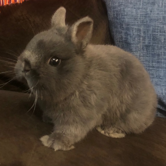 Meet your Posher, Saralyn - Picture 1 of 1